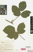 Lectotype of Rubus purpuratus var. latifolius Kük. [family ROSACEAE]