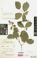 Isolectotype of Rubus polyanthemus var. wittekindii Kük. [family ROSACEAE]