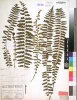 Filed as Asplenium protensum var. pseudohorridum Hieron. [family ASPLENIACEAE]