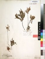 Filed as Cheilanthes schimperi Kunze [family PTERIDACEAE]
