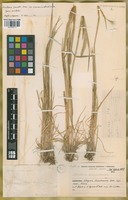 Holotype of Hordeum parodii Covas var. araucanum Parodi ex Nicora [family POACEAE]