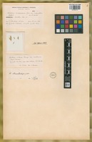 Isotype of Hordeum compressum Griseb. var. superatum Hack. [family POACEAE]