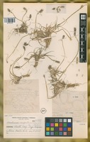 Paratype of Hordeum chilense Roem. & Schult. var. magellanicum Parodi ex Nicora [family POACEAE]