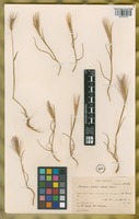 Filed as Hordeum lechleri (Steud.) Schenck [family POACEAE]