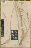 Filed as Hordeum parodii Covas [family POACEAE]