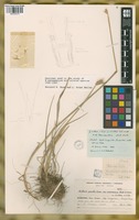 Paratype of Hordeum parodii Covas var. araucanum Parodi ex Nicora [family POACEAE]