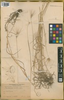 Filed as Hordeum lechleri (Steud.) Schenck [family POACEAE]