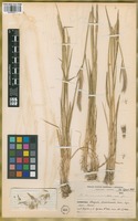 Holotype of Hordeum parodii Covas var. araucanum Parodi ex Nicora [family POACEAE]