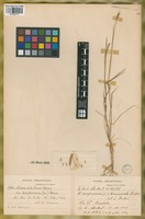 Isotype of Hordeum compressum Griseb. var. tenuispicatum Hack. [family POACEAE]