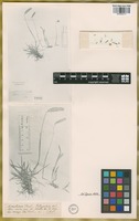 Isotype of Hordeum muticum J. Presl. [family POACEAE]