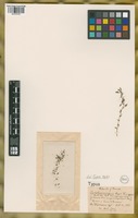 Isotype of Euxolus crispus Lesp. & Thévenau [family AMARANTHACEAE]