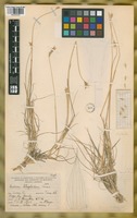 Paratype of Hordeum chilense Roem. & Schult. var. magellanicum Parodi ex Nicora [family POACEAE]
