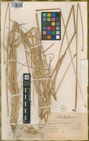 Filed as Hordeum parodii Covas [family POACEAE]