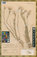 Filed as Hordeum lechleri (Steud.) Schenck [family POACEAE]