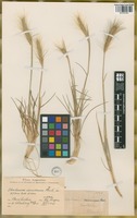Paratype of Hordeum comosum J. Presl var. bifidum Parodi ex Nicora [family POACEAE]