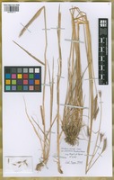 Holotype of Hordeum parodii Covas var. araucanum Parodi ex Nicora [family POACEAE]