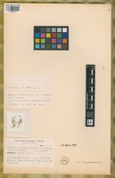 Isotype of Hordeum compressum Griseb. var. tenuispicatum Hack. [family POACEAE]