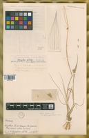 Paratype of Hordeum chilense Roem. & Schult. var. magellanicum Parodi ex Nicora [family POACEAE]