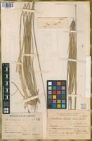 Filed as Hordeum parodii Covas [family POACEAE]