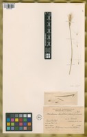 Filed as Hordeum lechleri (Steud.) Schenck [family POACEAE]