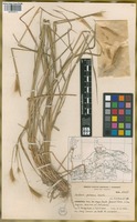 Filed as Hordeum procerum Nevski [family POACEAE]
