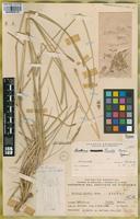 Holotype of Hordeum parodii Covas [family POACEAE]