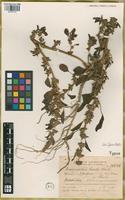 Isotype of Amaranthus parodii Standl. [family AMARANTHACEAE]