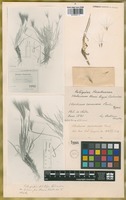 Isotype of Hordeum comosum J. Presl [family POACEAE]