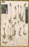 Filed as Hordeum halophilum Griseb. [family POACEAE]