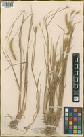 Filed as Hordeum procerum Nevski [family POACEAE]