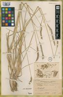 Isotype of Hordeum parodii Covas [family POACEAE]