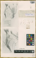 Isotype of Hordeum comosum J. Presl [family POACEAE]