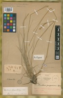 Paratype of Hordeum chilense Brongn. fo. longiaristatum Hauman [family POACEAE]