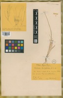 Isotype of Hordeum halophilum Griseb. [family POACEAE]