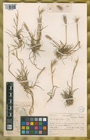 Filed as Hordeum halophilum Griseb. [family POACEAE]