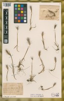 Filed as Hordeum halophilum Griseb. [family POACEAE]