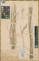 Filed as Hordeum procerum Nevski [family POACEAE]