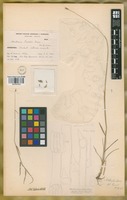 Isoparatype of Hordeum parodii Covas [family POACEAE]