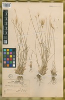 Filed as Hordeum comosum J. Presl [family POACEAE]