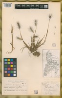 Filed as Hordeum halophilum Griseb. [family POACEAE]