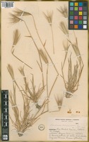 Filed as Hordeum murinum L. [family POACEAE]