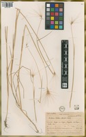 Filed as Hordeum lechleri (Steud.) Schenck [family POACEAE]