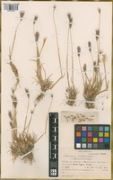 Paratype of Hordeum halophilum Griseb. var. breviaristatum Parodi ex Nicora [family POACEAE]