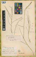 Isotype of Hordeum parodii Covas [family POACEAE]