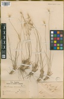Filed as Hordeum comosum J. Presl [family POACEAE]