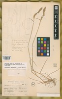 Paratype of Hordeum parodii Covas var. araucanum Parodi ex Nicora [family POACEAE]