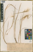 Filed as Hordeum lechleri (Steud.) Schenck [family POACEAE]
