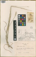 Filed as Hordeum procerum Nevski [family POACEAE]