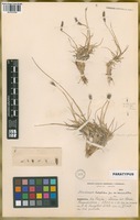 Paratype of Hordeum halophilum Griseb. var. breviaristatum Parodi ex Nicora [family POACEAE]