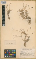 Paratype of Hordeum halophilum Griseb. var. breviaristatum Parodi ex Nicora [family POACEAE]
